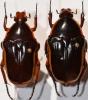 Pantolia flavomarginata